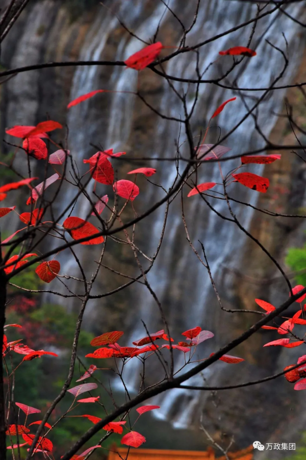太極峽紅葉:漫山紅遍、層林盡染,錯過就是一年 太極峽紅葉:漫山紅遍、層林盡染,錯過就是一年