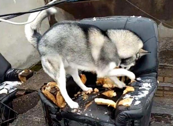 狗界“最燒錢”的幾種狗,哈士奇還不算最恐怖的? 狗界“最燒錢”的幾種狗,哈士奇還不算最恐怖的?