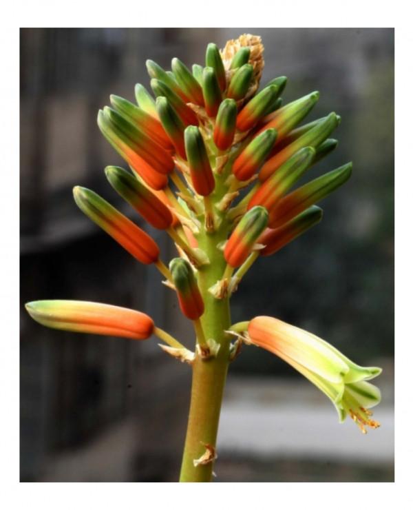 今天我特想唯心一次了