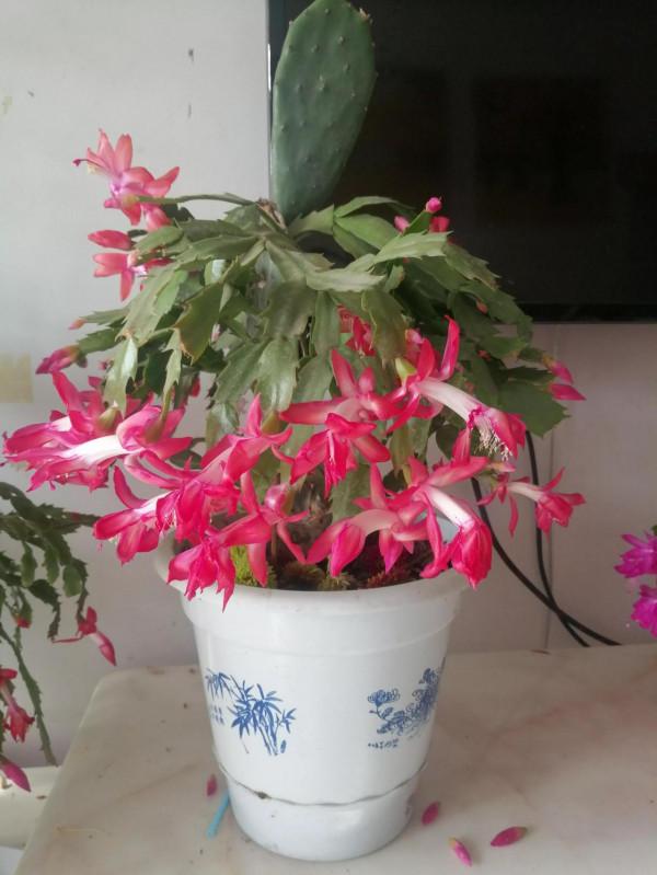 秋老虎來啦，需要給你的蟹爪蘭