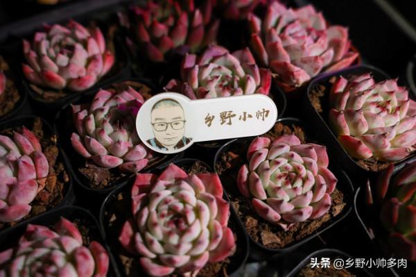 風雨無阻，抱著對多肉的熱愛，只為選出一份你鍾愛的“心頭肉”