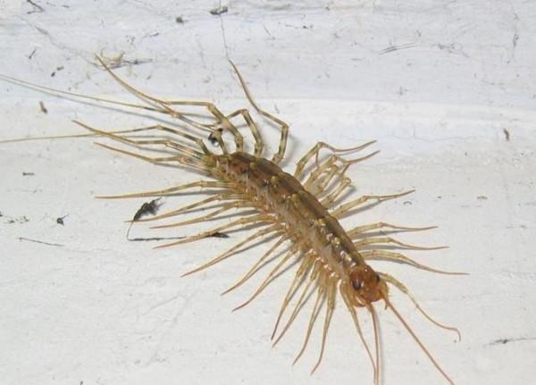 中國常見動植物(動物篇四)