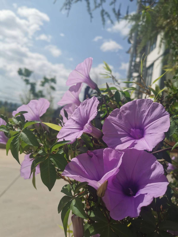 3種入侵植物，落地就生根，拔了還能長，太容易氾濫