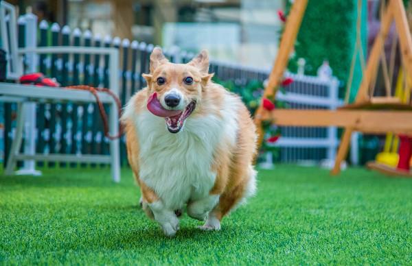 這7種狗，愛乾淨、易餵養，養過的人從沒後悔過