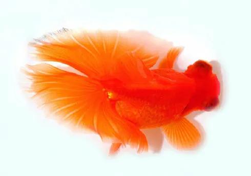 用燒開的水給金魚換水適合嗎？偶爾可以，經常用肯定有弊端