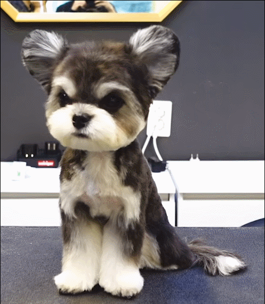 網友排名：5種漂亮的小型犬，你養過嗎？