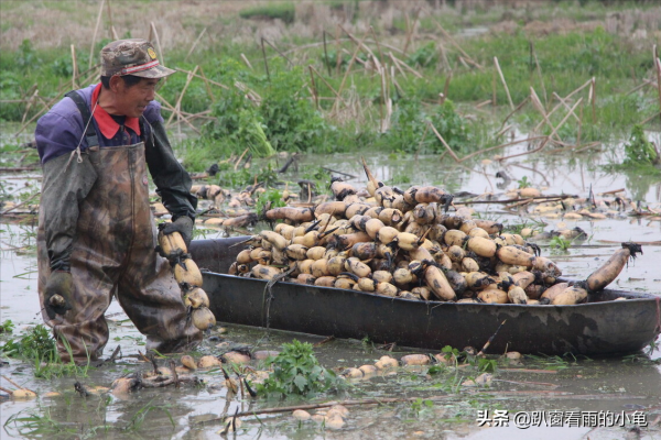 入冬後天氣幹，6種應季菜正陸續上市，高維C又清爽，趁新鮮要多吃