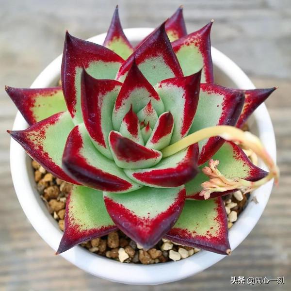 分享&mdash;&mdash;多肉，肉出花朵