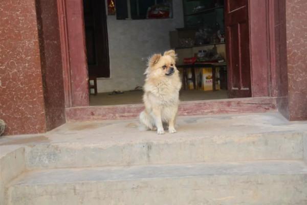 回家看到狗子蹲在門口,以為它想我,是我自作多情了 回家看到狗子蹲在門口,以為它想我,是我自作多情了