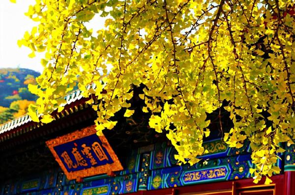 中國賞秋第一聖地：香山。是否名副其實？