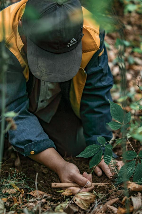 一根野山參800元？綁紅繩、供奉山神，長白山挖參人的千古規矩