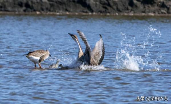 內蒙古最大的湖泊,比一個深圳市還大,資源豐富,景點景觀眾多 內蒙古最大的湖泊,比一個深圳市還大,資源豐富,景點景觀眾多