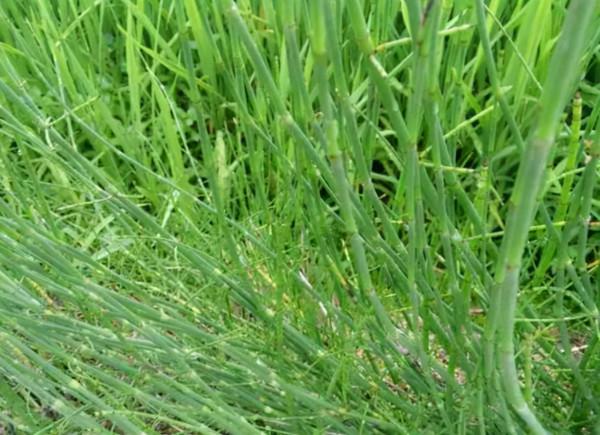 節節草是什麼?如果常用節節草泡腳,或可以解決很多問題 節節草是什麼?如果常用節節草泡腳,或可以解決很多問題