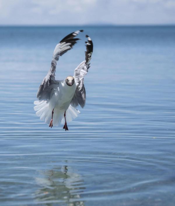 保護鳥類人人有責，鳥類是人類的好朋友，現對棕頭鷹做一介紹：