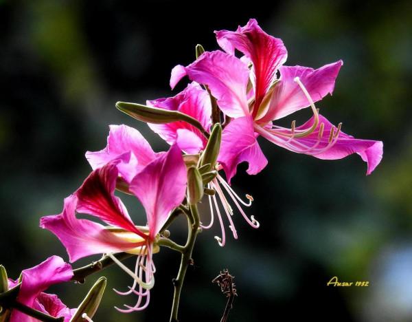 紫荊花，花大豔麗似彩蝶