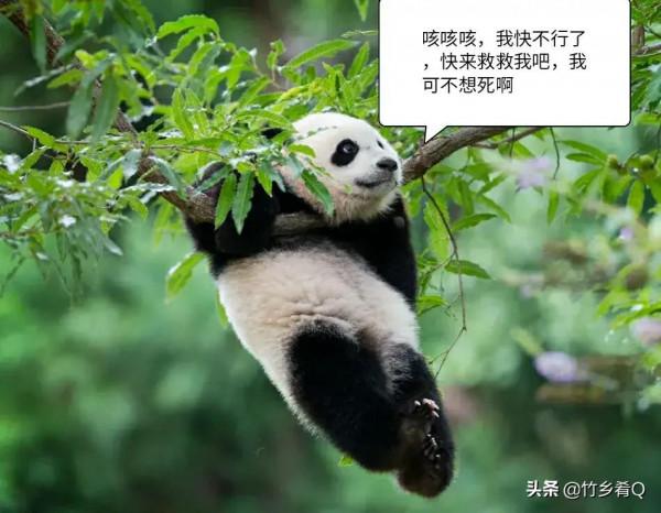 可愛又呆萌的國寶熊貓誰不喜歡