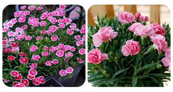 100種常見植物圖鑑,出門識花不再難,適合給小孩子做科普範文 100種常見植物圖鑑,出門識花不再難,適合給小孩子做科普範文