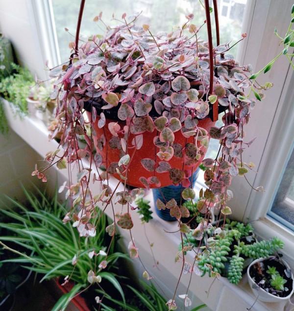 今年最流行的18種花,掛起來養,好看好養還不佔地方 今年最流行的18種花,掛起來養,好看好養還不佔地方