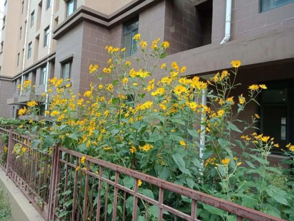 路邊的蒲公英，比拳頭還大，太可愛了