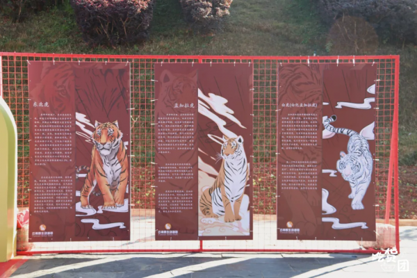 春節嗨玩預警！雲南野生動物園&OpenCurlyDoubleQuote;萌虎&rdquo;陪你賀新年，2022虎虎生威