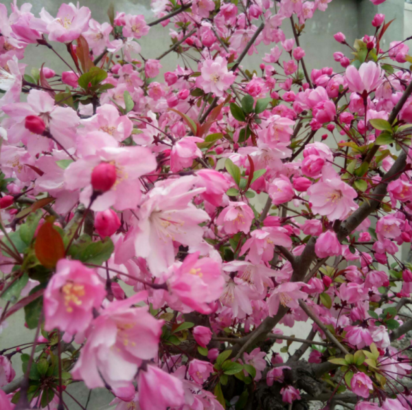 適合庭院種的“四大名貴樹”，經典美麗寓意好，寓意深遠價值高