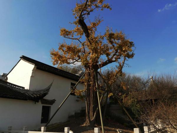 南翔時光（一）“古韻南翔”