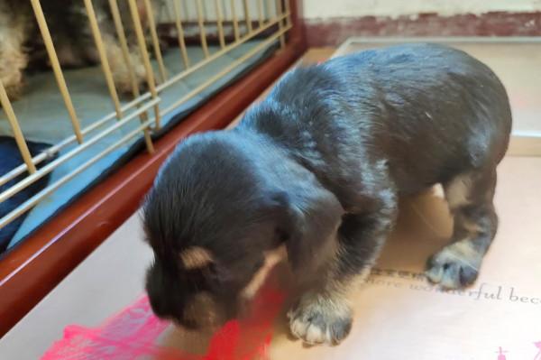 一隻天生缺陷的狗崽，努力活了68天，在“安樂”中離開