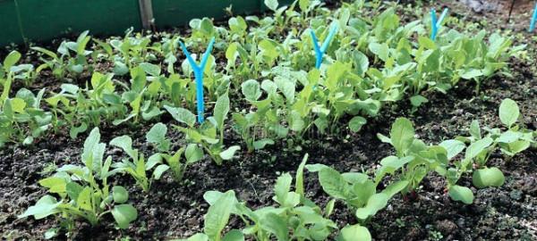 抗癌食譜分享&sol;&sol;蘿蔔苗汆滑肉湯