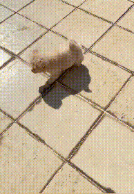 小狗被遺棄街頭,主人留下一張紙條和零錢:不想讓它跟我一樣不幸 小狗被遺棄街頭,主人留下一張紙條和零錢:不想讓它跟我一樣不幸