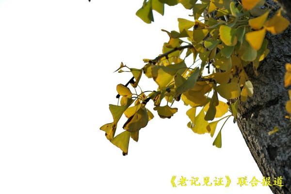 辛丑牛落葉寒歲催闌珊 送別深秋拍紅葉