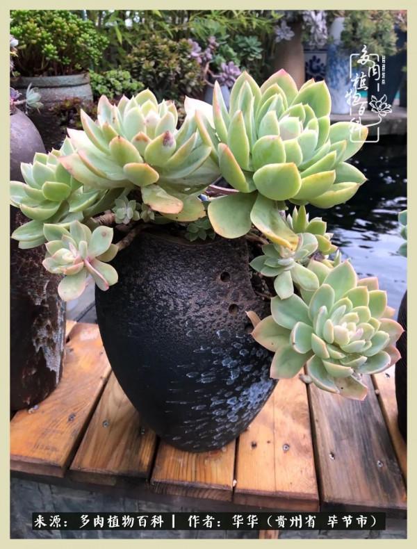 我的造園之夢：鮮花、多肉、錦鯉，這才是樓頂花園該有的樣子