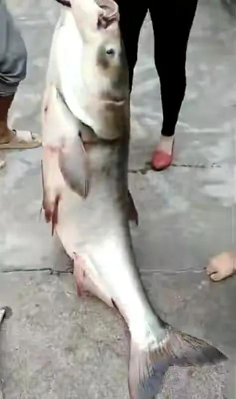 君威君臣：&OpenCurlyDoubleQuote;聯想&rdquo;釣魚人福音快到了，從允許開捕，到允許開釣