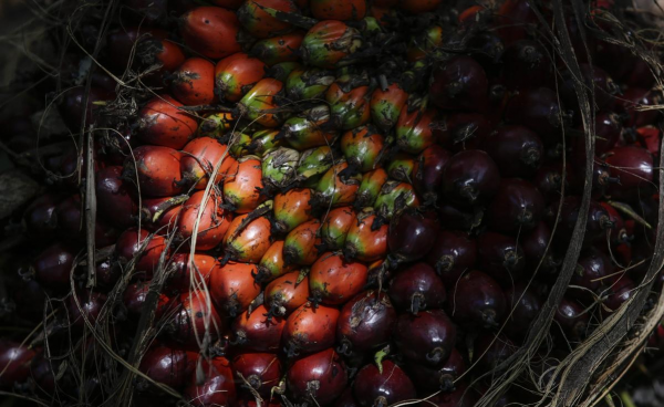 部落土著文化和非洲動植物自然風景相結合的剛果20000法郎鈔票 部落土著文化和非洲動植物自然風景相結合的剛果20000法郎鈔票