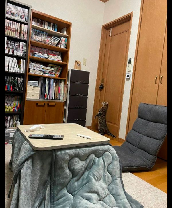 家裡多了個紙袋子,貓咪就開始全方位監視,伸長脖子的模樣我笑了 家裡多了個紙袋子,貓咪就開始全方位監視,伸長脖子的模樣我笑了