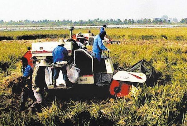 浙江大爺養殖烏鱉，透過稻鱉共養走向致富，年銷售額五千萬元
