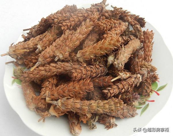 夏枯草形態特徵和作用 夏枯草形態特徵和作用