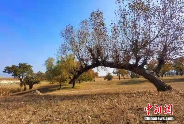 河北陽原：邂逅暮秋裡的“千年古邑”開陽堡