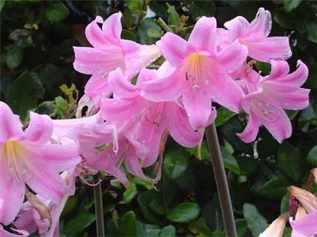 鹿蔥花也叫夏水仙花，一種深受大家喜愛的花