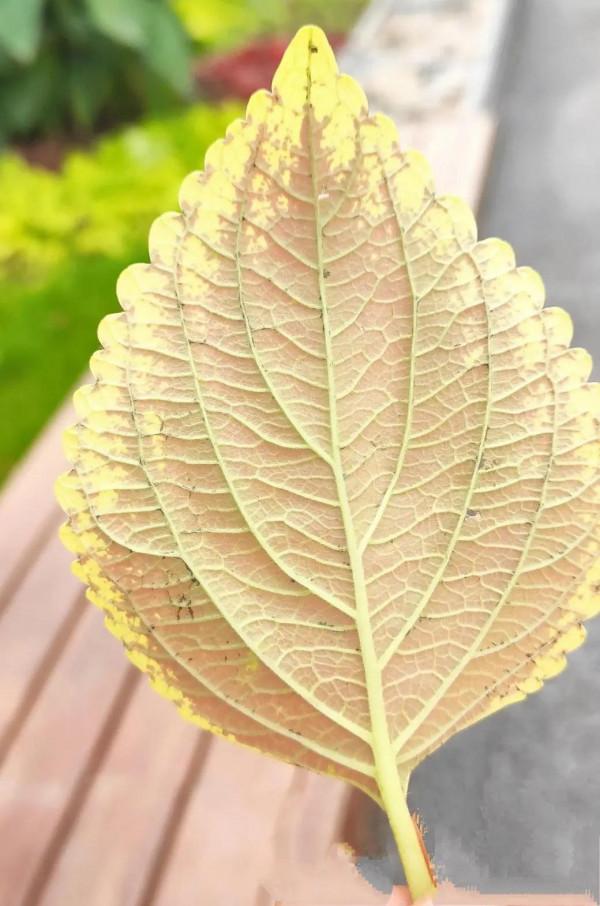 水培的五彩蘇 水培的五彩蘇