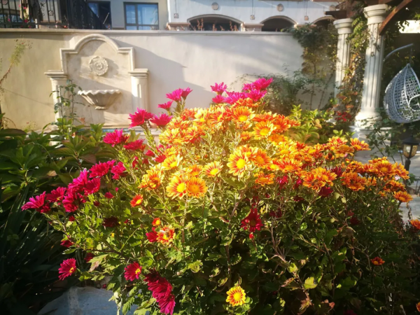 東北花友走遍歐洲著名花園,回國後建了座四季有花的北方花園 東北花友走遍歐洲著名花園,回國後建了座四季有花的北方花園