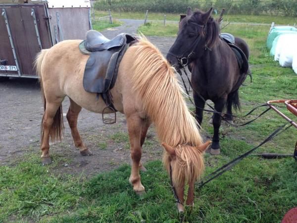 冰島馬最獨特的標誌是它額頭前面的&OpenCurlyDoubleQuote;斜劉海&rdquo;，又特別又可愛