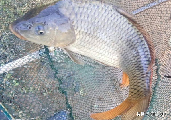 福建一男子海邊垂釣，在沙灘上遇二級&OpenCurlyDoubleQuote;國保&rdquo;，有人認識嗎？