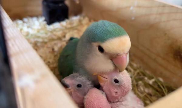 世上只有媽媽好，熊貓寶寶在媽媽懷裡撒嬌，鸚鵡寶寶看起來好乖