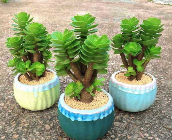 名字和錢有關的5種盆栽，放室內好看好養，帶來好運氣好寓意