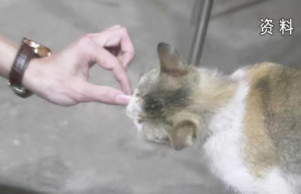 女子喂貓玩耍發生多器官衰竭，恙蟲病有哪些症狀？中醫能治嗎？