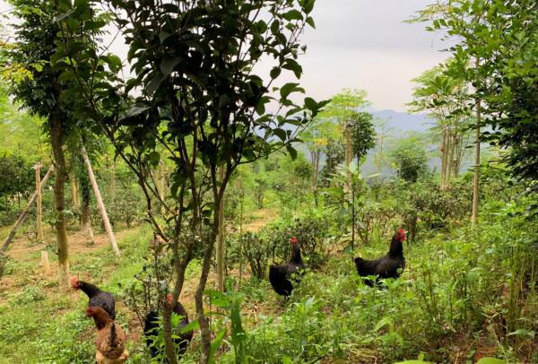 劉成白手起家種植油茶果，年收入破五千萬元，帶領村民共同創收