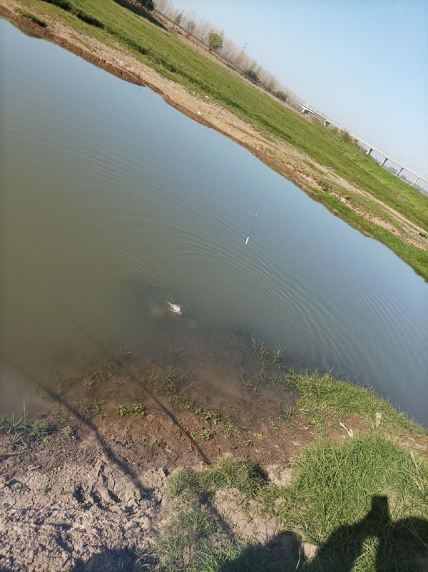 5米寬的河溝頻率逐漸加快，魚口竟然如此暴躁