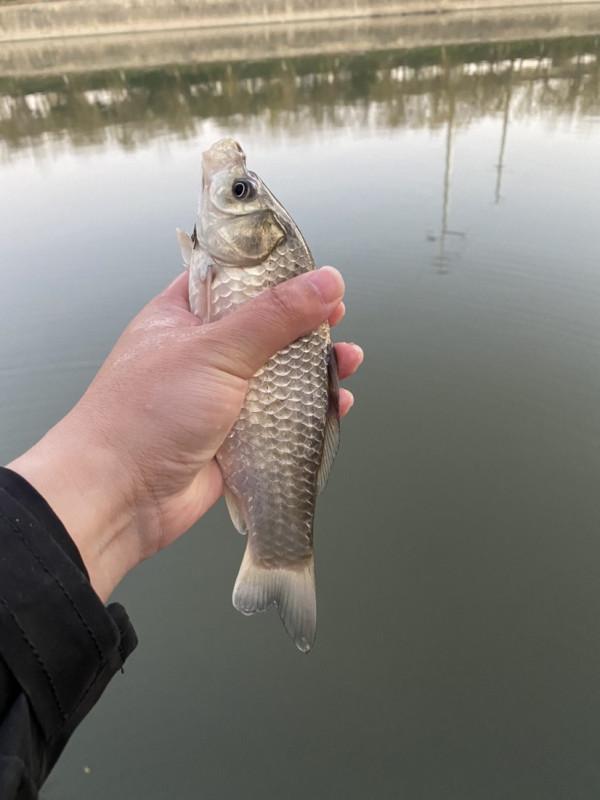 三五釣友相聚小清河，有說有笑豈不美哉