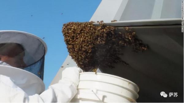 一件雨衣摧毀一架F35?這算啥,蜜蜂還幹躺過F22呢,老美太丟人了 一件雨衣摧毀一架F35?這算啥,蜜蜂還幹躺過F22呢,老美太丟人了