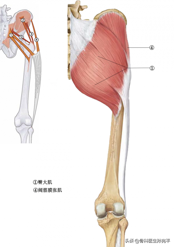 解剖圖譜｜最全面的下肢肌肉解剖圖譜